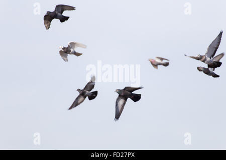 Piccioni volare in aprire il cielo blu. Sky con uccelli in autunno. Campo di erba, alberi forestali e uccelli in volo. Piccioni volare dopo il harves Foto Stock