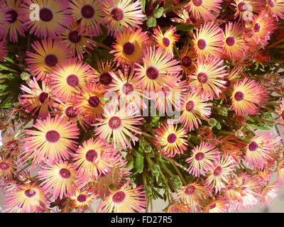 Mesembryanthemum bellidiformis, Livivingstone daisy, tappeto popolare formazione erbe ornamentali, lineare punteggiate di ghiaccio foglie, fiori Foto Stock