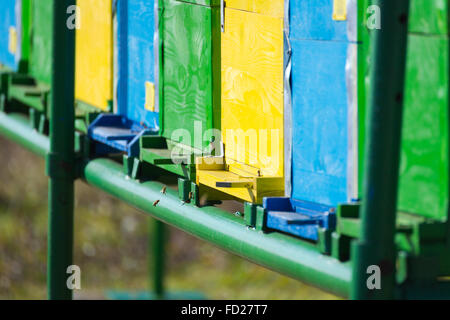 Close Up di apiario nel campo accanto ad alberi forestali e introdotto graminacee. Alveari sulla lavanda e campi di girasole la F Foto Stock