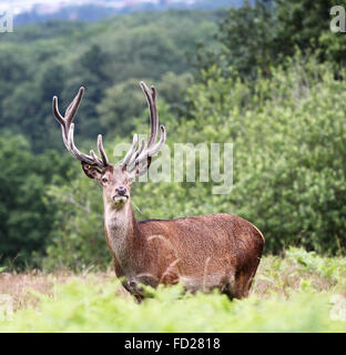 Rosso vigile Stag Cervo (Cervus elaphus) Foto Stock