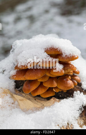 Golden ago fungo fungo invernale, velluto stelo, Enoki, Enokidake, Samtfußrübling, Winterpilz, Flammulina velutipes Foto Stock