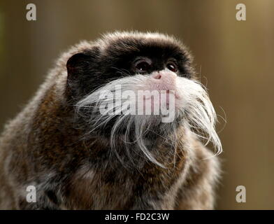 L'imperatore tamarin monkey (Saguinus imperator) a.k.a. Brockway monkey, nativo per il Brasile, la Bolivia e il Perù. Foto Stock