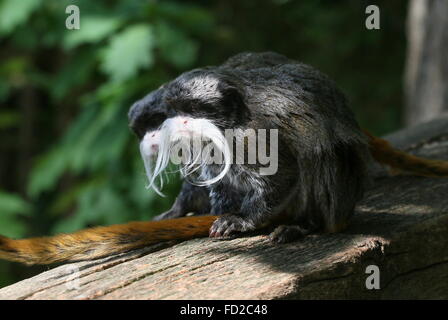 Coppia di South American imperatore tamarin scimmie (Saguinus imperator) a.k.a. Brockway scimmie Foto Stock