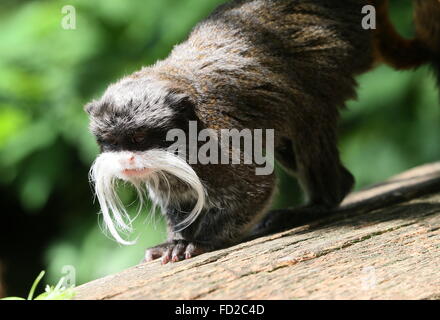 L'imperatore tamarin monkey (Saguinus imperator) a.k.a. Brockway monkey, nativo per il Brasile, la Bolivia e il Perù. Foto Stock