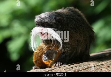 L'imperatore tamarin monkey (Saguinus imperator) a.k.a. Brockway monkey, nativo per il Brasile, la Bolivia e il Perù. Foto Stock