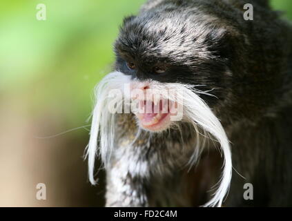 Arrabbiato ringhiando imperatore tamarin monkey (Saguinus imperator) a.k.a. Brockway monkey, nativo per il Brasile, la Bolivia e il Perù. Foto Stock