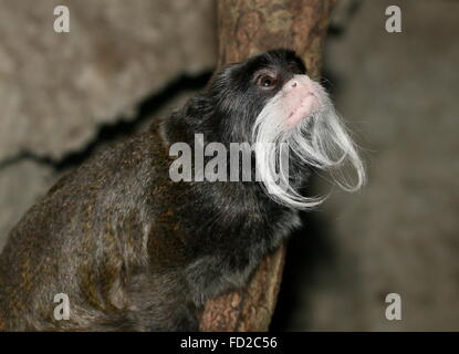 L'imperatore tamarin monkey (Saguinus imperator) a.k.a. Brockway monkey, nativo per il Brasile, la Bolivia e il Perù. Foto Stock