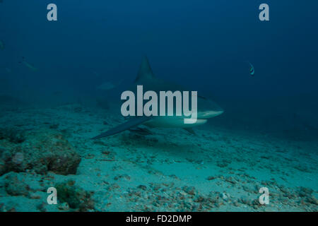 Un grande squalo toro (Carcharhinus leucas) presso il Bistro sito di immersione nelle isole Figi. Foto Stock