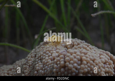 Popcorn Shrimp (Periclimenes brevicarpalis) su un anemone su una scogliera Fijiano. Foto Stock