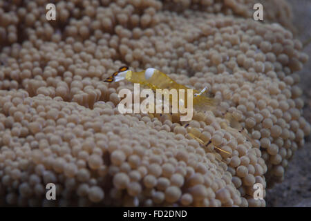 Popcorn Shrimp (Periclimenes brevicarpalis) su un anemone su una scogliera Fijiano. Foto Stock