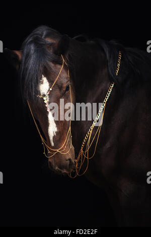 Bay stallion ritratto isolato sul nero. Orlov trotter cavallo. Foto Stock