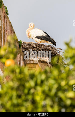 Cicogna bianca in Silves, Portogallo Foto Stock