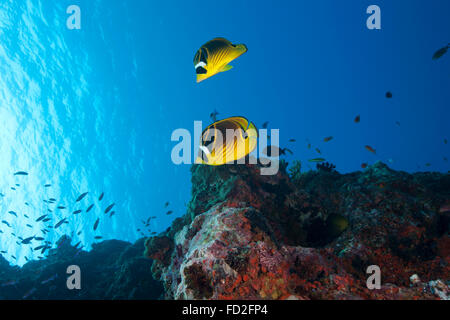 Una coppia di racoon butterflyfish (Chaetodon lunula) nuotare in acque delle Fiji. Foto Stock