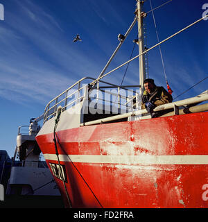 Pesca pelagica pescatori al lavoro in Fraserburgh Scozia Scotland Foto Stock