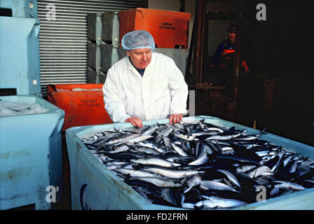 Pesca pelagica pescatori al lavoro in Fraserburgh Scozia Scotland Foto Stock