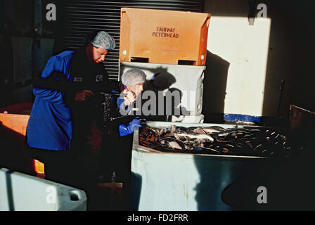 Pesca pelagica pescatori al lavoro in Fraserburgh Scozia Scotland Foto Stock