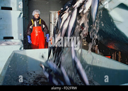 Pesca pelagica pescatori al lavoro in Fraserburgh Scozia Scotland Foto Stock