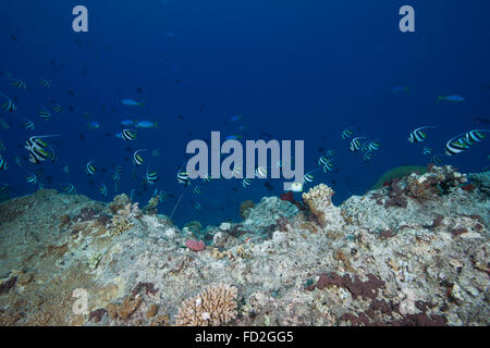 Scuola di Moorish Idols (Zanclus cornutus) e di limanda fusiliers nuotare lungo una goccia di corallo off, Fiji. Foto Stock