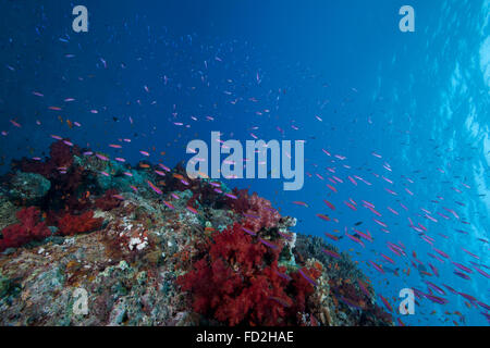 La scolarizzazione anthias pesci e coralli sani di Beqa Lagoon, Fiji. Foto Stock