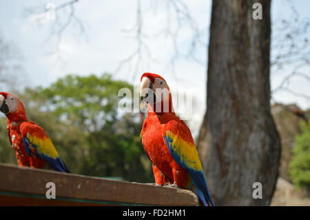 Pappagalli Macaw venite per alimentare per il sito archeologico di Copan rovine, Honduras Foto Stock