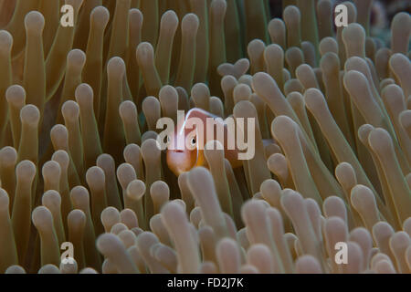 Rosa (anemonefish Amphiprion perideraion) sul suo host anemone, Fiji. Foto Stock