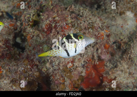 Mimic filefish (Paraluteres prionurus), Beqa Lagoon, Fiji. Foto Stock