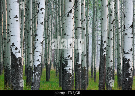 Vacilla aspen / tremore aspen (Populus tremuloides), dettaglio di tronchi di alberi in foresta, originaria del Nord America e Canada Foto Stock