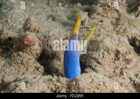 Blue Ribbon anguilla con la bocca aperta su una scogliera Fijiano. Foto Stock