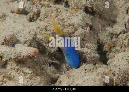 Blue Ribbon anguilla con la bocca aperta su una scogliera Fijiano. Foto Stock