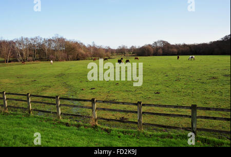 I pony della New Forest pascolano in un campo bagnato a Lyndhurst Hampshire Regno Unito Foto Stock