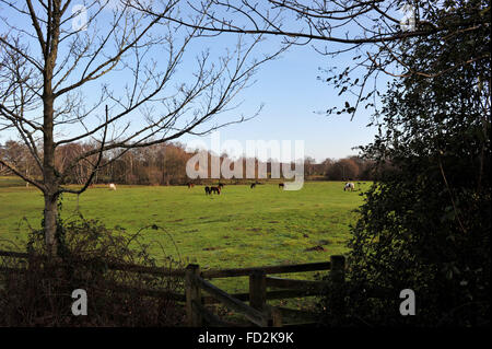 I pony della New Forest pascolano in un campo bagnato a Lyndhurst Hampshire Regno Unito Foto Stock