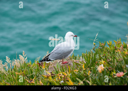 Nuova Zelanda, Isola del Sud, Dunedin, Penisola di Otago. Rosso-fatturati gabbiano (Chroicocephalus scopulinus) AKA sgombro gull. Foto Stock