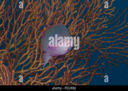 Un pesce tropicale con gorgonie in background, Fiji. Foto Stock