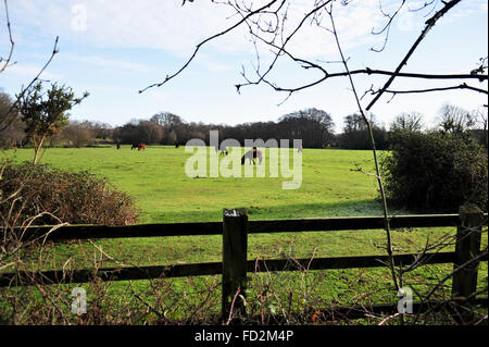 I pony della New Forest pascolano in un campo bagnato a Lyndhurst Hampshire Regno Unito Foto Stock