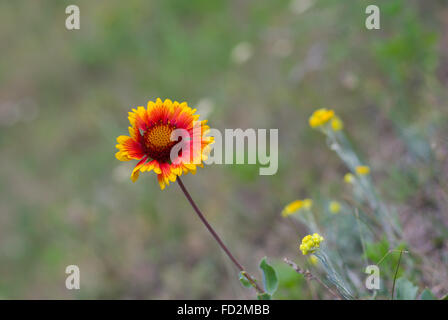 Lonely Indian coperta di fiori selvatici in campo Foto Stock