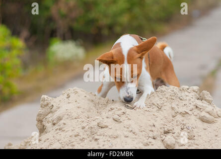 Basenji cane in fase di caccia - Ricerca di piccoli roditori nella pila di sabbia Foto Stock