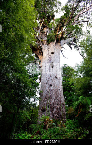 Te Matua Ngahere' (il padre della foresta) - il gigante kauri native tree - la seconda più grande living kauri albero in Nuova Zelanda. Foto Stock