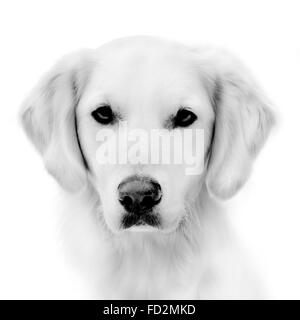 Il golden retriever, in bianco e nero di close-up ritratto di cane Foto Stock