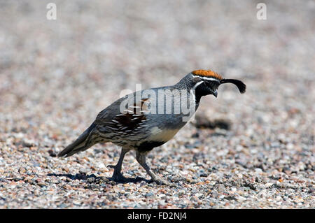 La Gambel quaglia (Callipepla gambelii / Lophortyx gambelii) maschio rovistando nel deserto, nativo a sudovest degli Stati Uniti Foto Stock