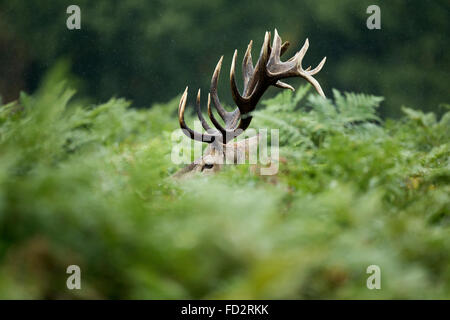 Il cervo (Cervus elaphus) feste di addio al celibato in bracken durante la stagione di solchi Foto Stock