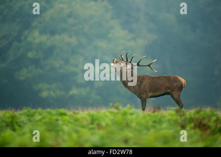 Il cervo (Cervus elaphus) stag nelle prime ore del mattino la nebbia durante la stagione di solchi Foto Stock