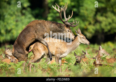 Il cervo (Cervus elaphus) coniugati durante la stagione di solchi Foto Stock
