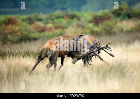 Il cervo (Cervus elaphus) stags battlingduring i solchi stagione Foto Stock