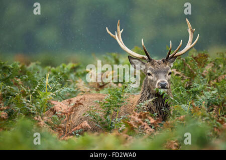 Il cervo (Cervus elaphus) stag piedi tra bracken durante la stagione di solchi Foto Stock