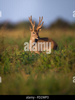 Un maschio di pampa cervi in Brasile Foto Stock