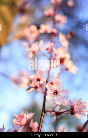 Viola albero di prugna Fiore Foto Stock