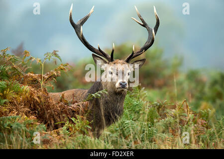 Il cervo (Cervus elaphus) stag piedi tra bracken durante la stagione di solchi Foto Stock