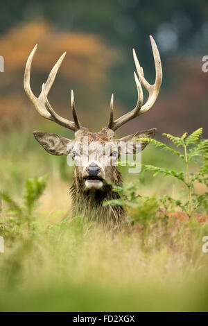 Il cervo (Cervus elaphus) stag ritratto in bracken durante la stagione di solchi Foto Stock