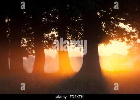 Alberi di Sunrise Foto Stock