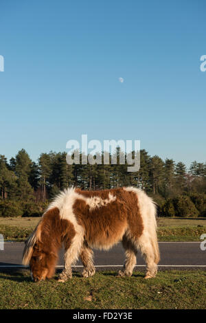 Pony Shetland in New Forest Hampshire England Regno Unito Foto Stock